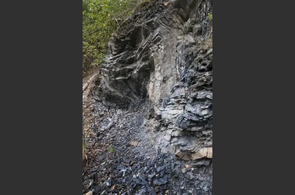 Fokus-Natur Bild