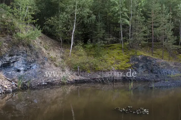 Fokus-Natur Bild