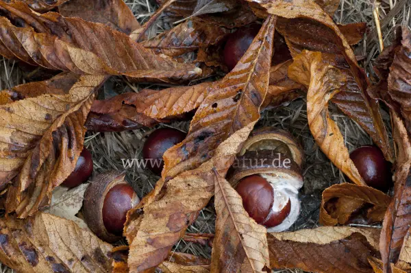 Fokus-Natur Bild