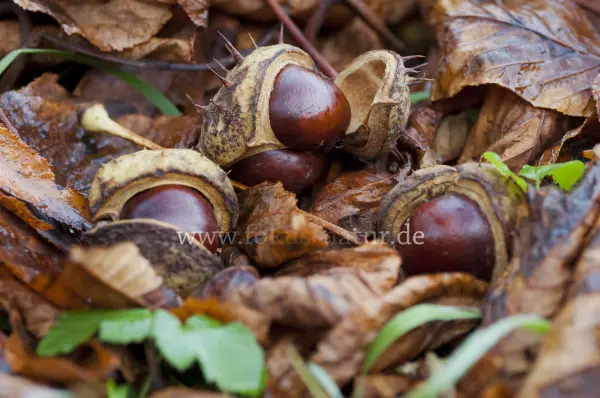 Fokus-Natur Bild