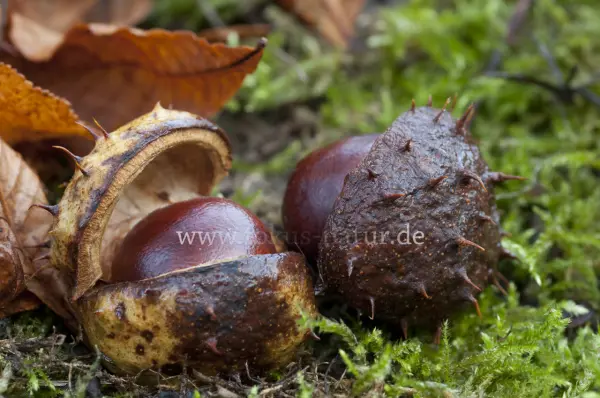 Fokus-Natur Bild