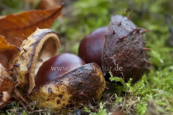 Fokus-Natur Bild