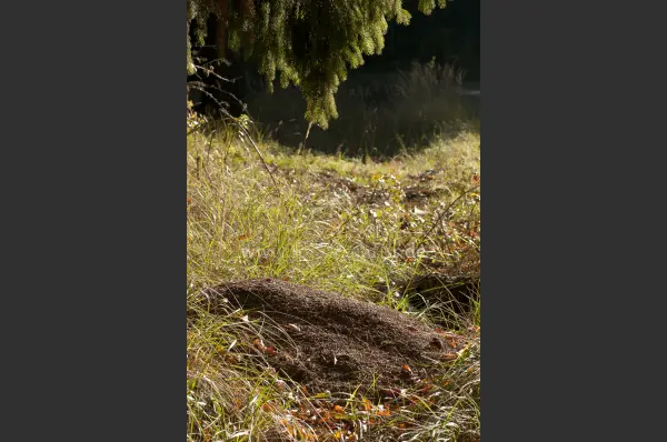 Fokus-Natur Bild