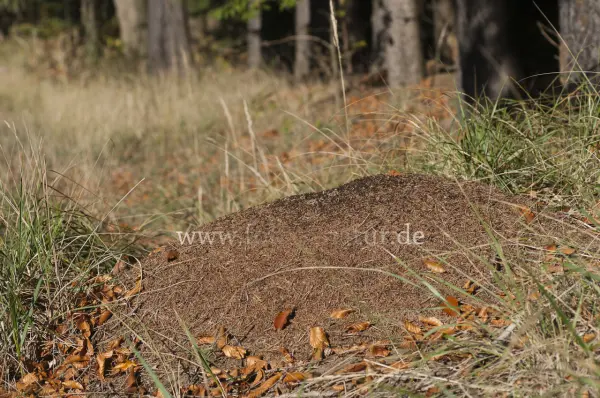 Fokus-Natur Bild