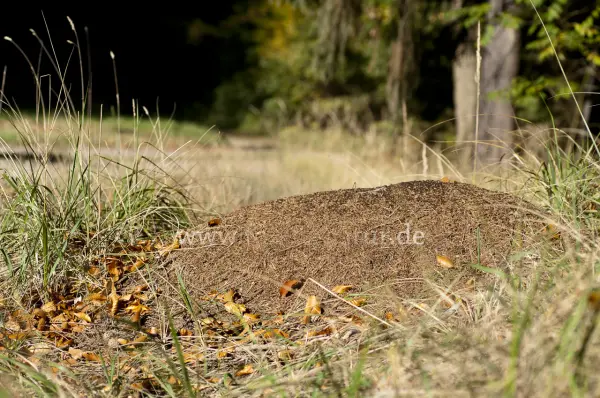 Fokus-Natur Bild