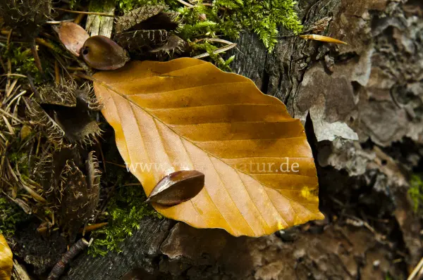 Fokus-Natur Bild