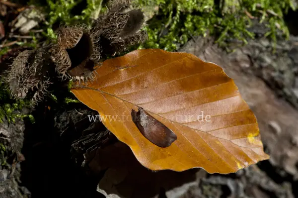 Fokus-Natur Bild