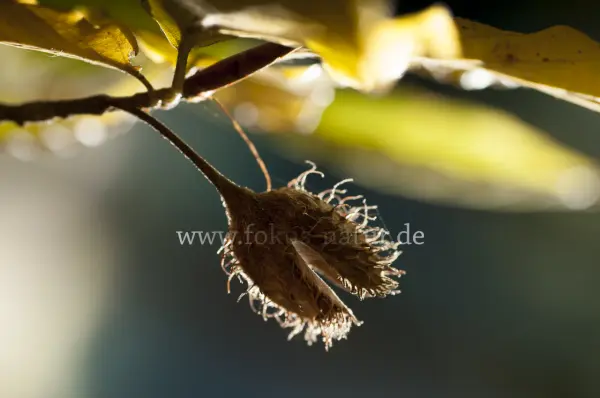 Fokus-Natur Bild
