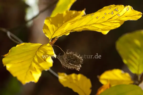 Fokus-Natur Bild