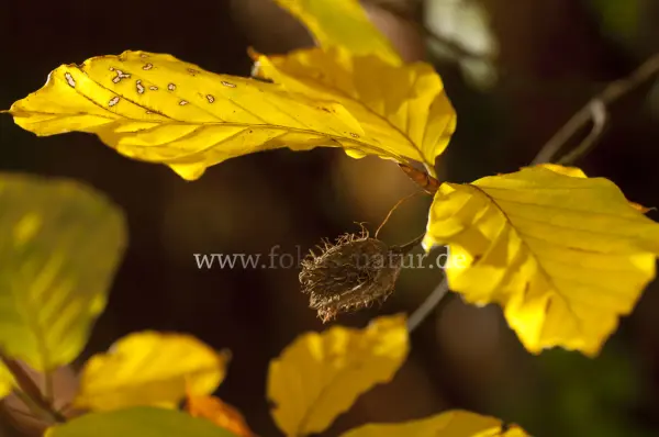 Fokus-Natur Bild