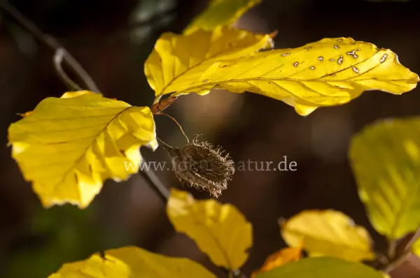 Fokus-Natur Bild