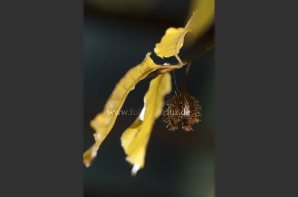 Fokus-Natur Bild