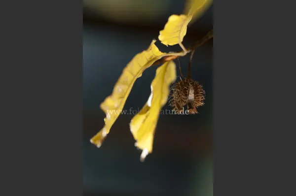 Fokus-Natur Bild