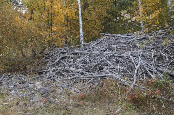 Fokus-Natur Bild