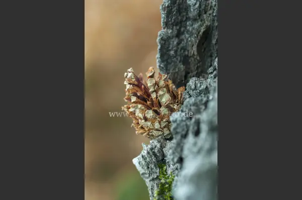 Fokus-Natur Bild