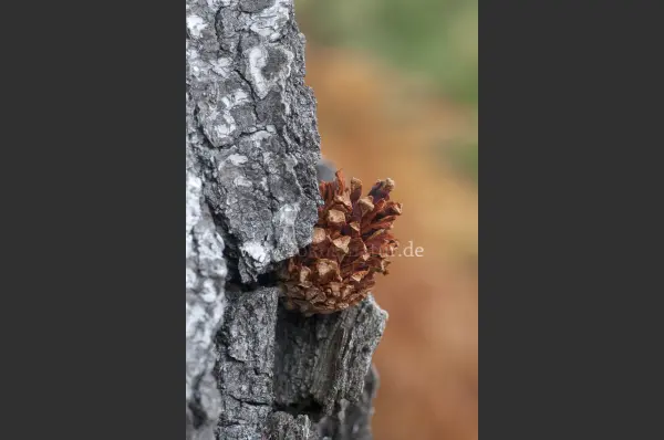 Fokus-Natur Bild