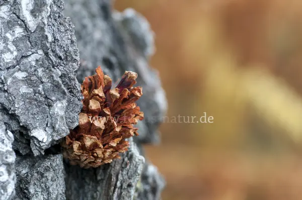 Fokus-Natur Bild