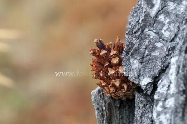 Fokus-Natur Bild