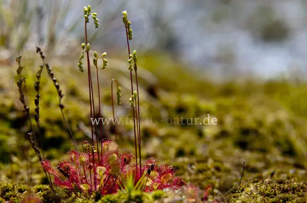 Fokus-Natur Bild