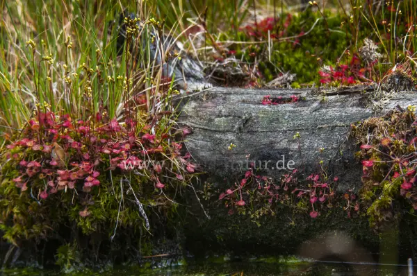 Fokus-Natur Bild
