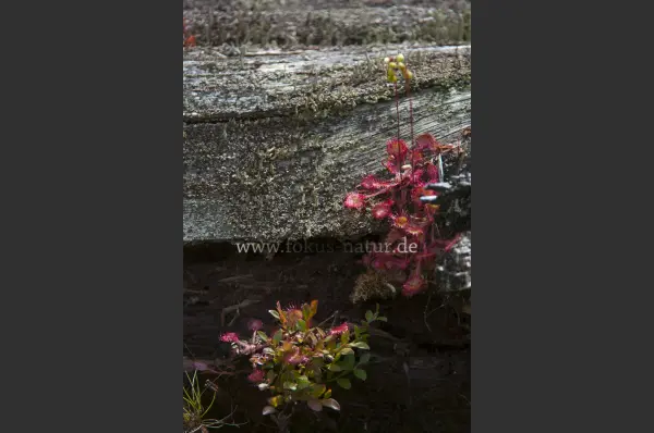 Fokus-Natur Bild