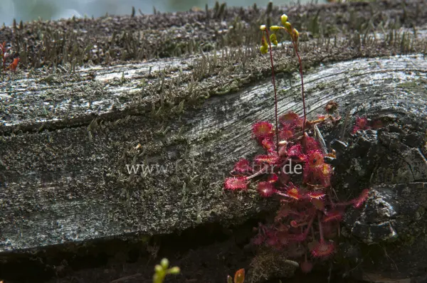 Fokus-Natur Bild