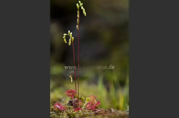 Fokus-Natur Bild
