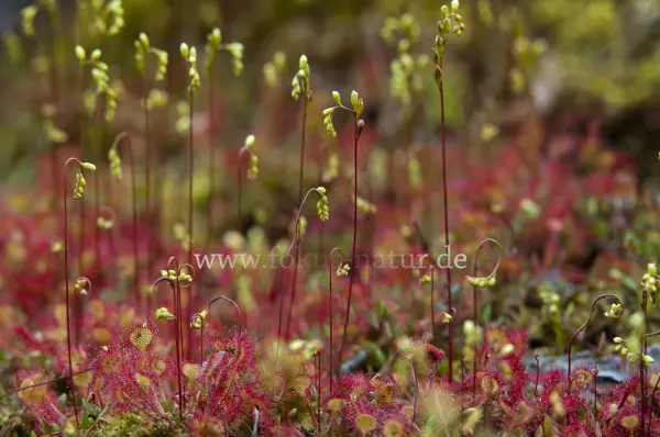 Fokus-Natur Bild
