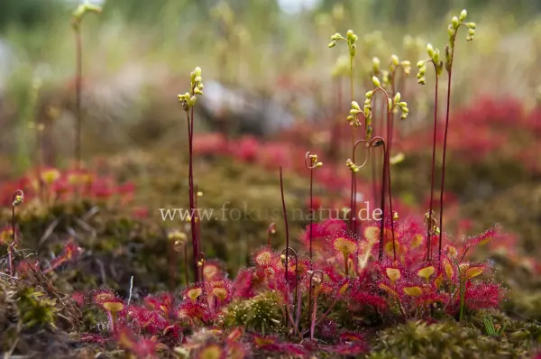 Fokus-Natur Bild