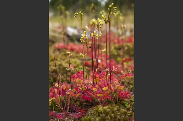 Fokus-Natur Bild