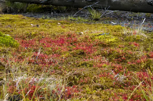 Fokus-Natur Bild