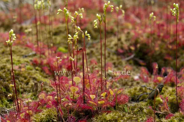 Fokus-Natur Bild