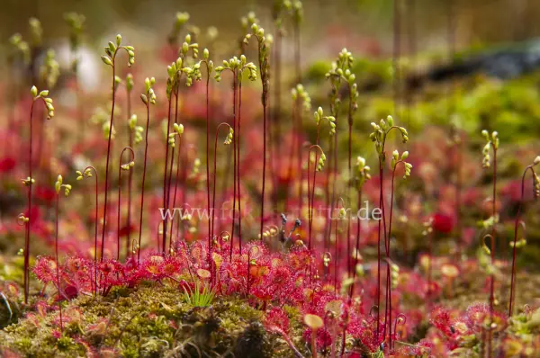 Fokus-Natur Bild