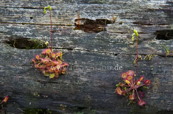 Fokus-Natur Bild