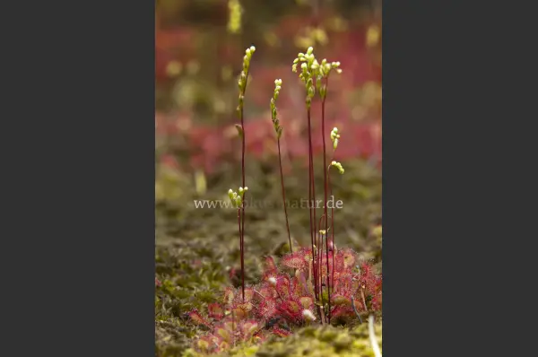 Fokus-Natur Bild