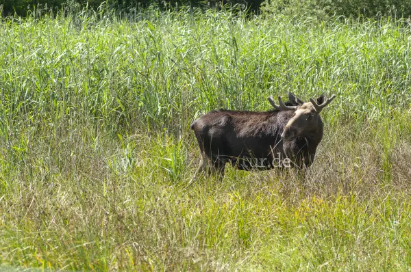Fokus-Natur Bild