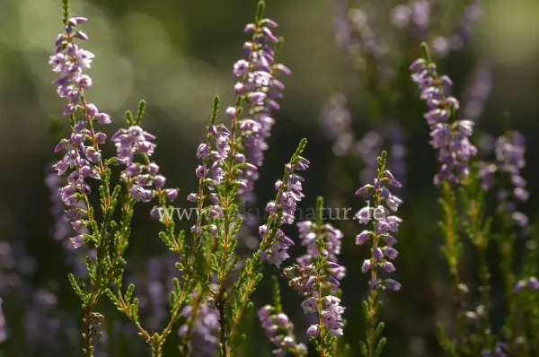 Fokus-Natur Bild
