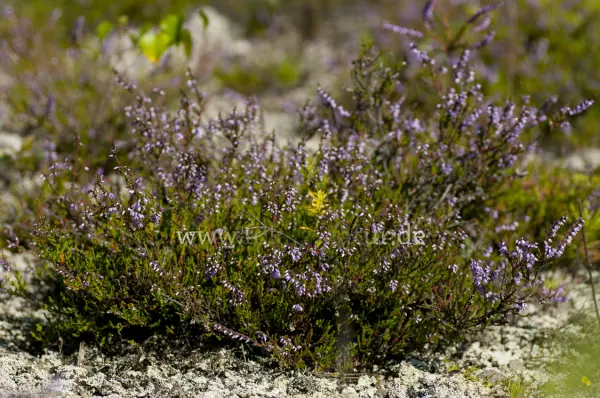 Fokus-Natur Bild