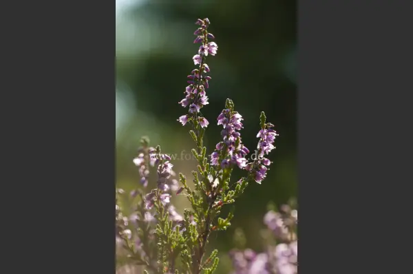 Fokus-Natur Bild