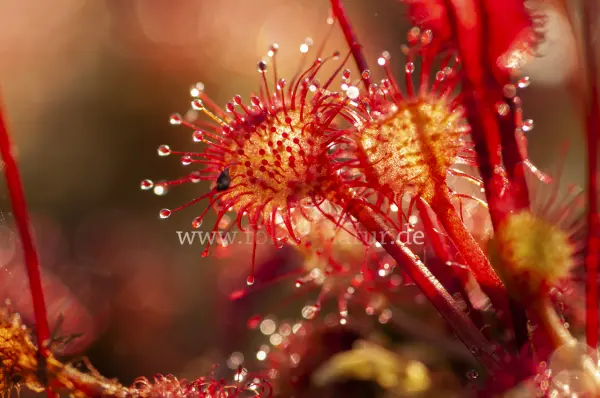 Fokus-Natur Bild