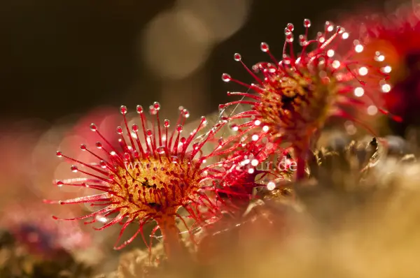 Fokus-Natur Bild