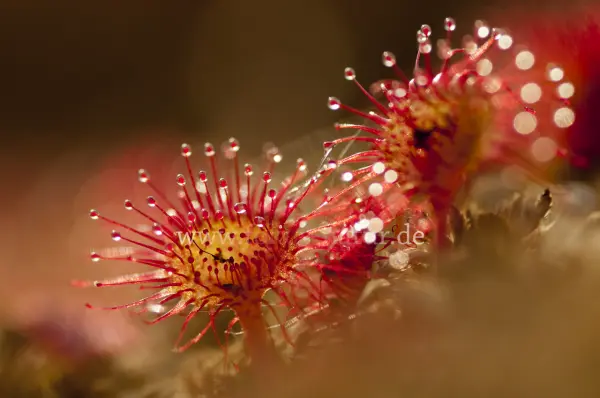 Fokus-Natur Bild