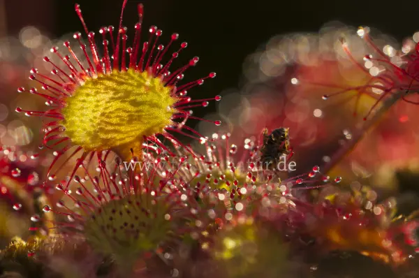 Fokus-Natur Bild