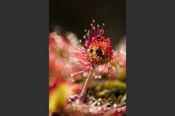 Fokus-Natur Bild