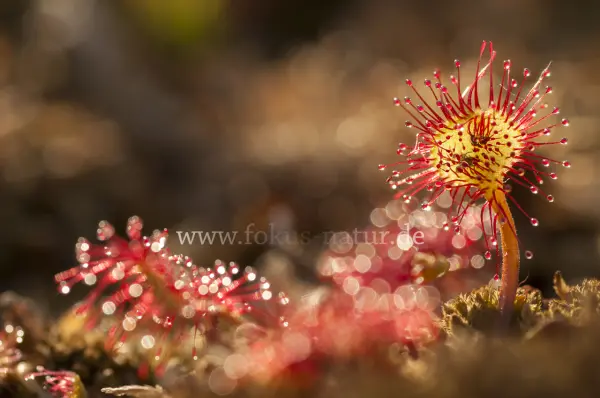 Fokus-Natur Bild