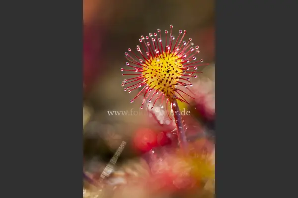 Fokus-Natur Bild