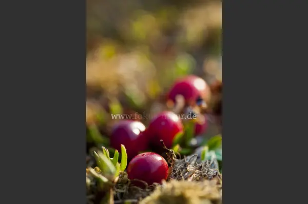 Fokus-Natur Bild