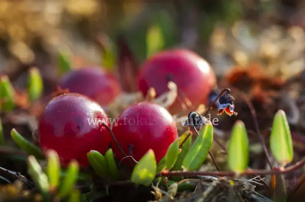 Fokus-Natur Bild
