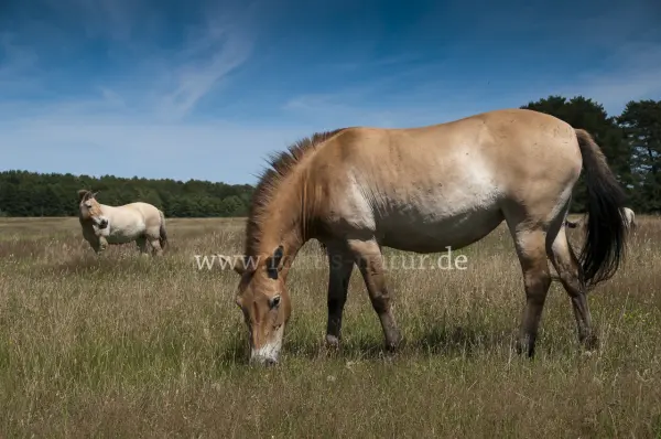 Fokus-Natur Bild