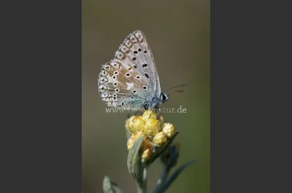 Fokus-Natur Bild